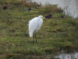 Image of Ardea alba alba Linnaeus 1758