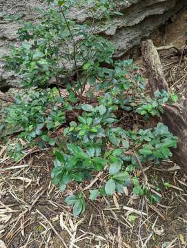 Imagem de Glyptopetalum pallidifolium (Hayata) Q. R. Liu & S. Y. Meng