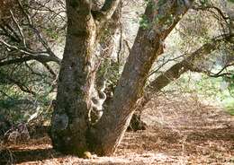 Image of interior live oak
