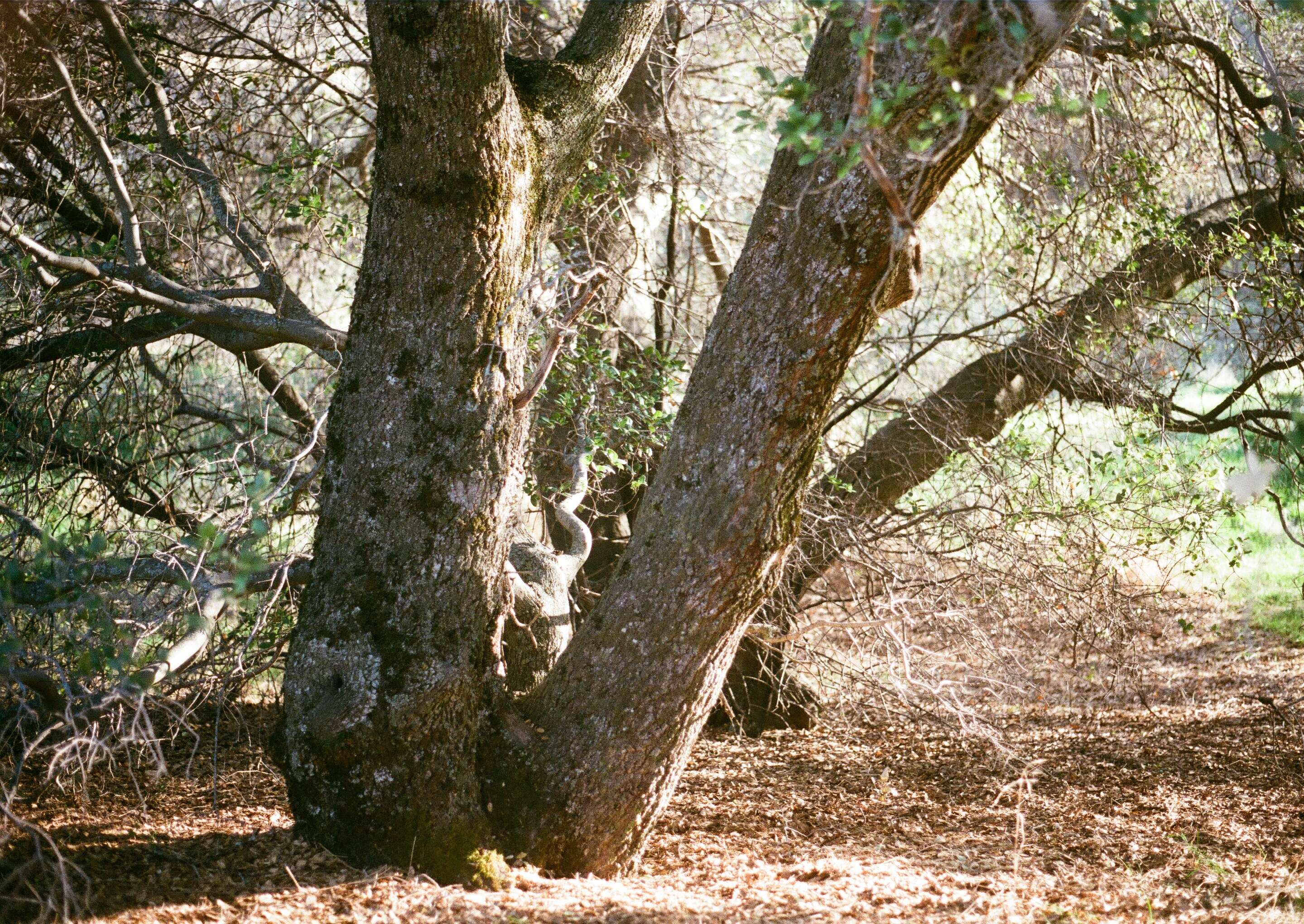 Image of interior live oak