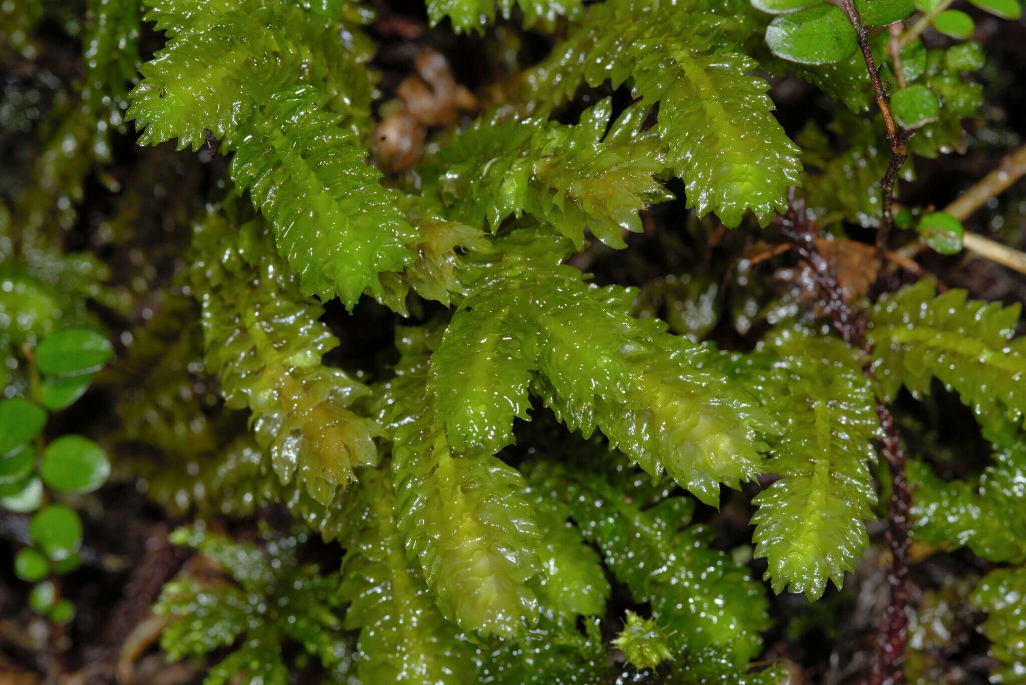 Image of Schistochila nobilis (Hook.) Trevis.