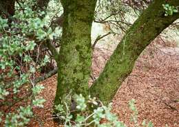 Image of interior live oak