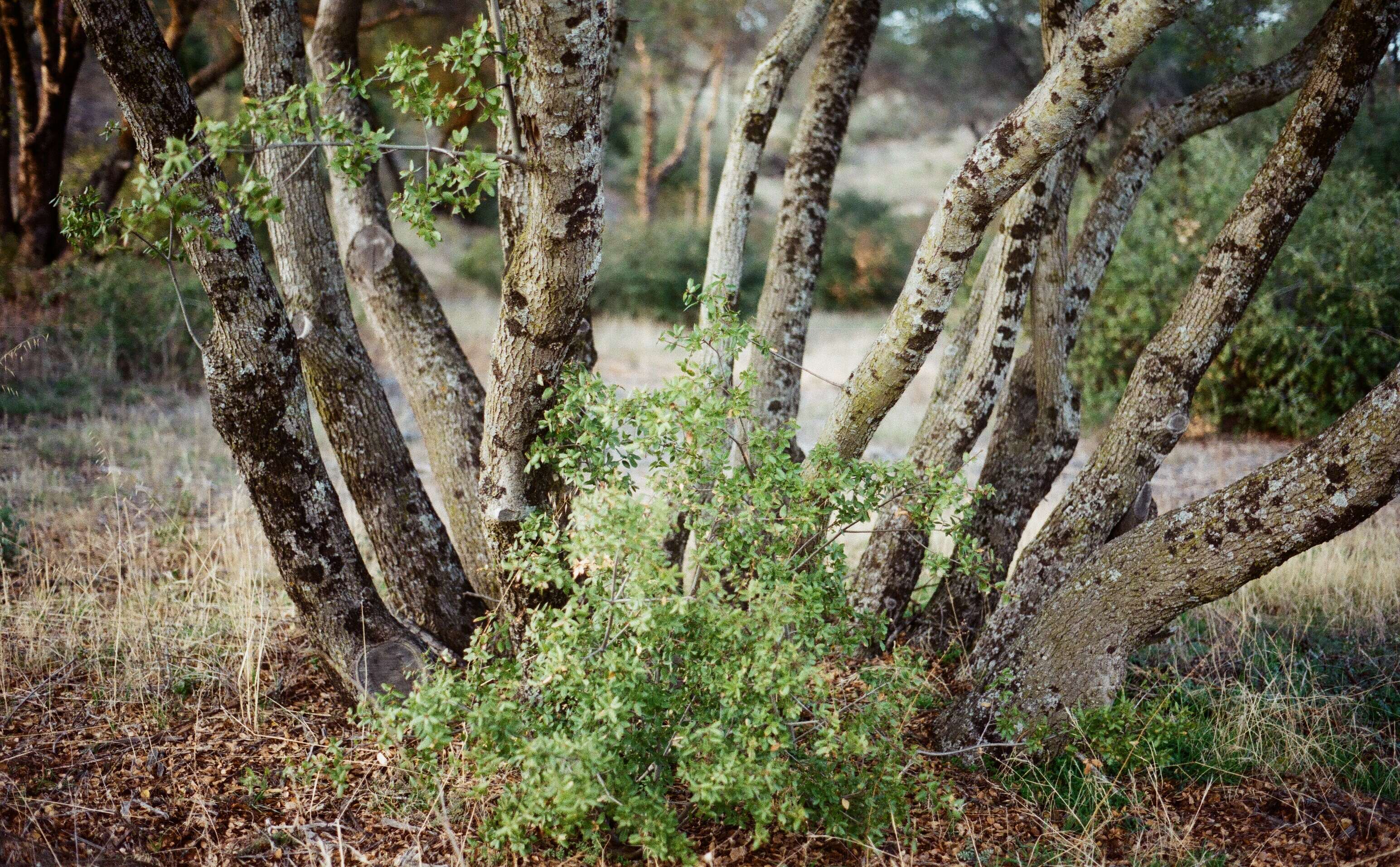 Image of interior live oak