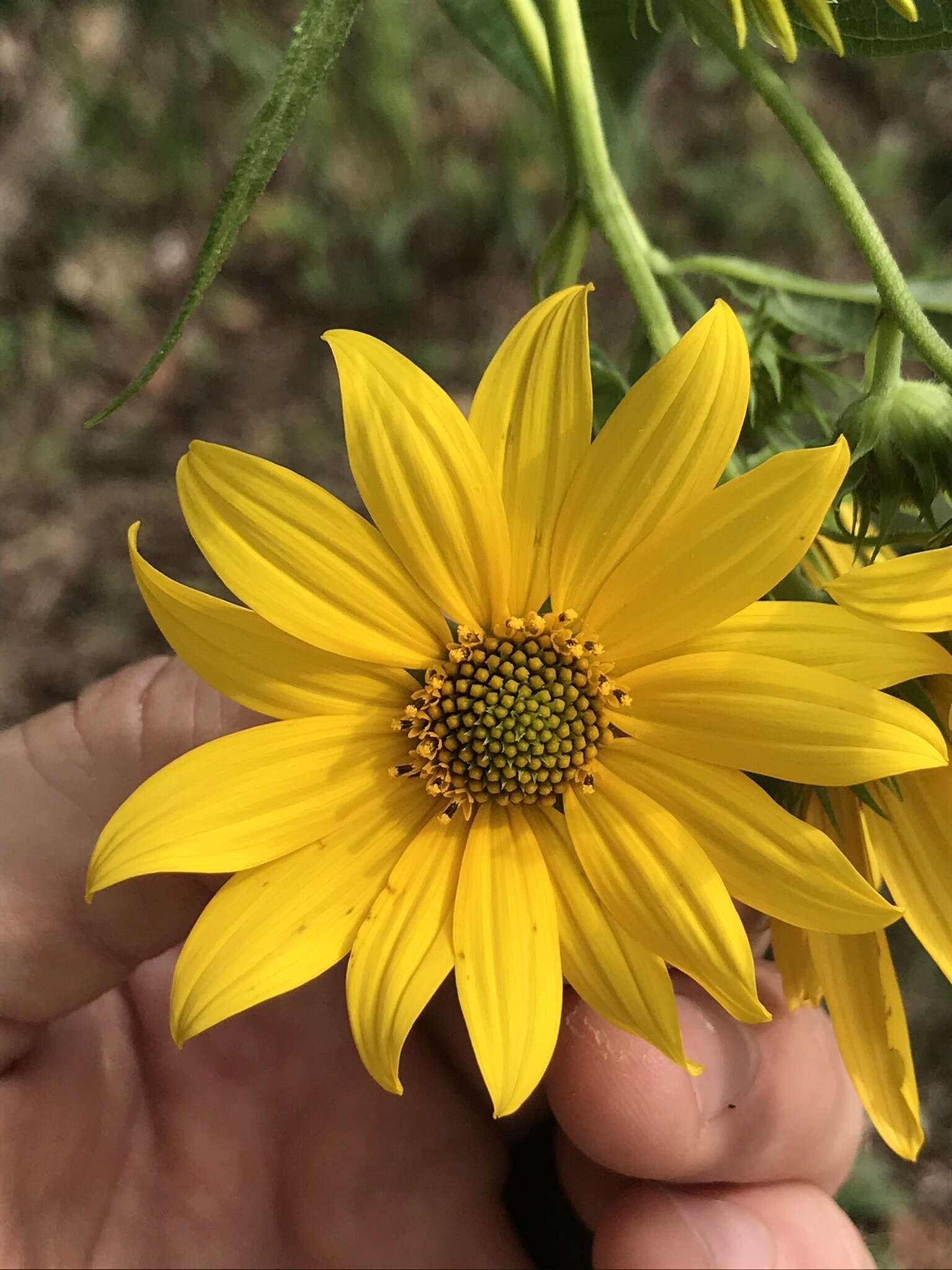 Image of Whorled Sunflower