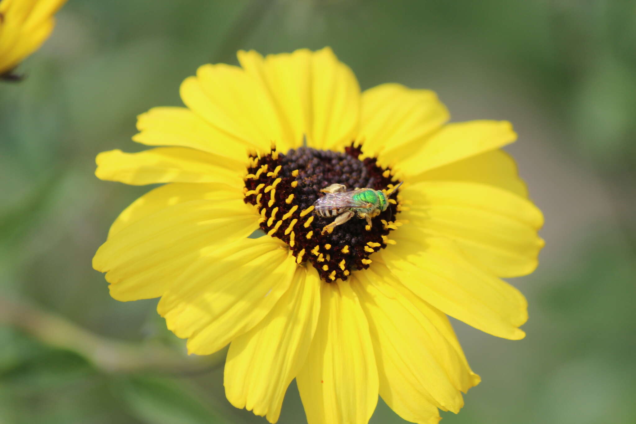 Слика од Agapostemon melliventris Cresson 1874