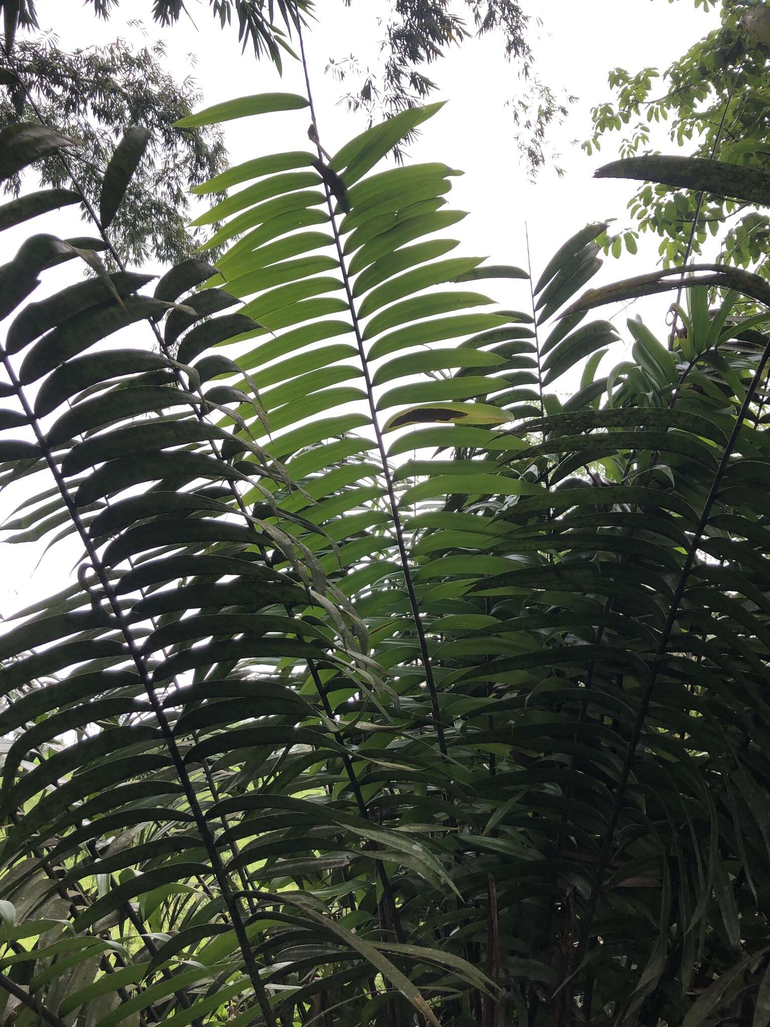 Image of Zamia lindenii Regel ex André