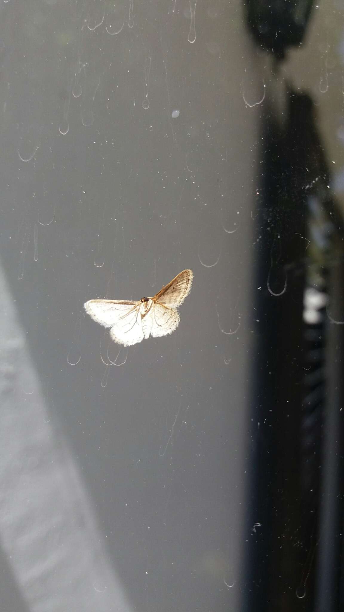 Image de Idaea elongaria Rambur 1833