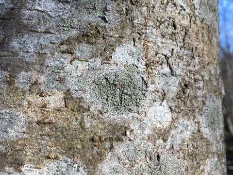 Image de Buellia griseovirens (Turner & Borrer ex Sm.) Almb.