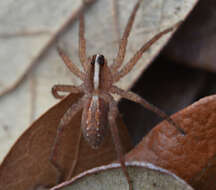 Image of Rabidosa hentzi (Banks 1904)