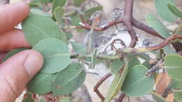 Image of pinkbracted manzanita