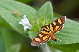 Imagem de Syngamia florella Cramer 1781