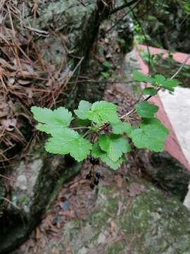 Image of Ribes ciliatum Humb. & Bonpl. ex Roem. & Schult.