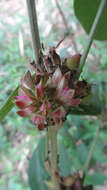 Flemingia macrophylla (Willd.) Merr. resmi