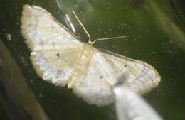 Image of Idaea politaria Hübner 1799