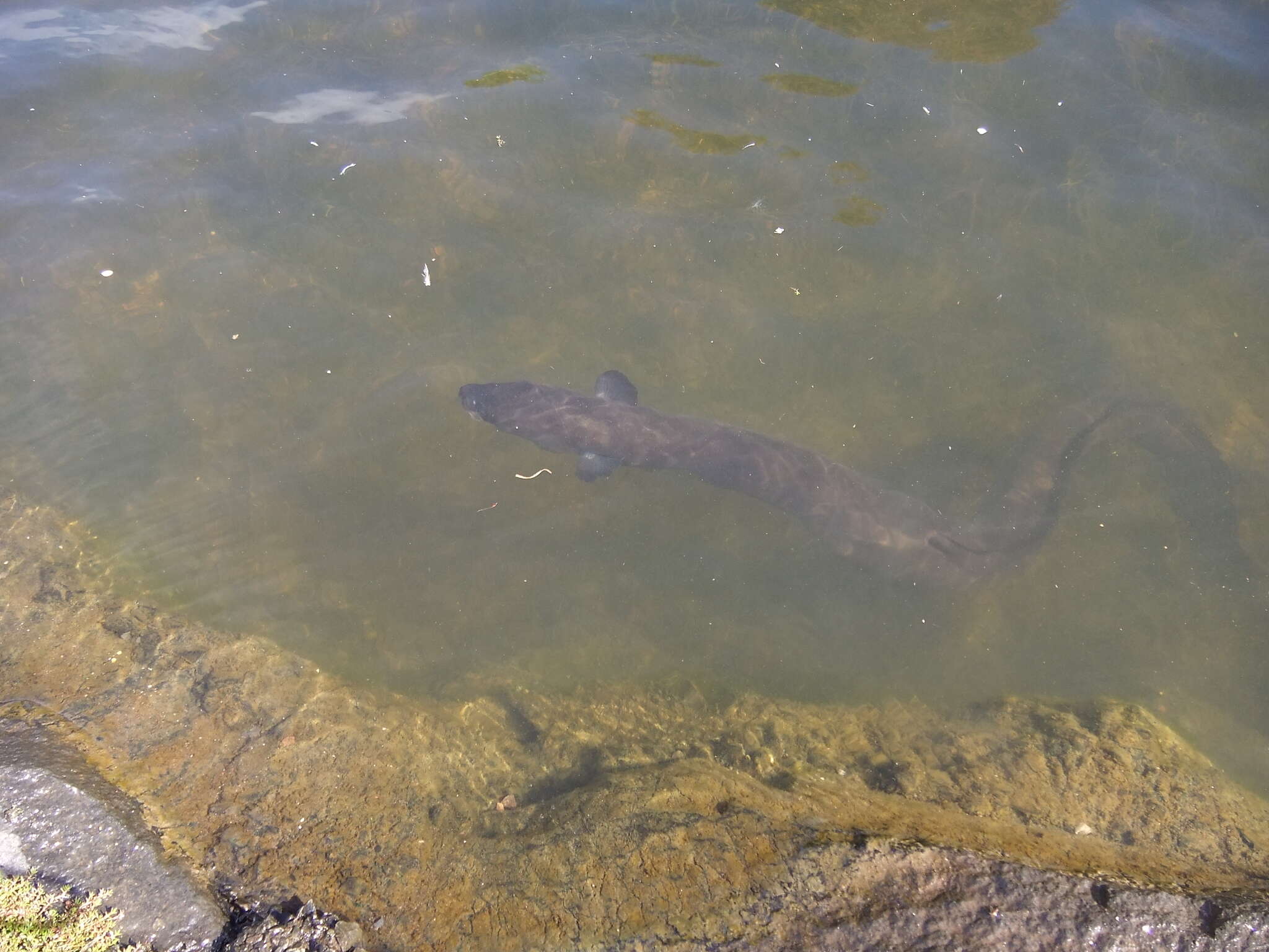 Image of short-finned eel