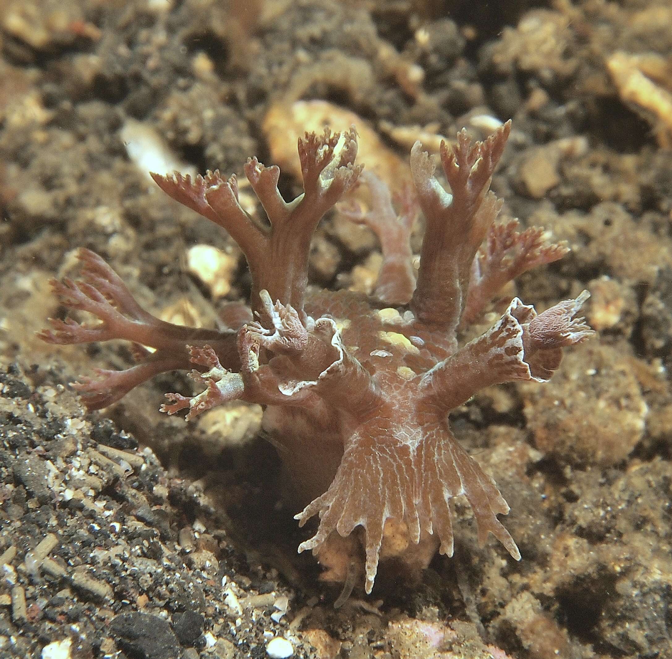 Image of mosaic slug