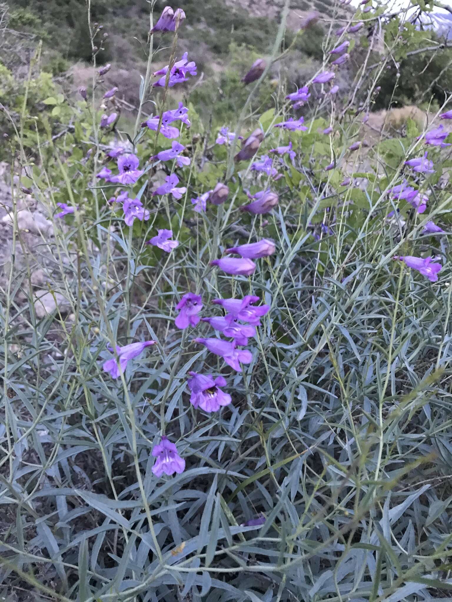 Слика од Penstemon sepalulus A. Nels.