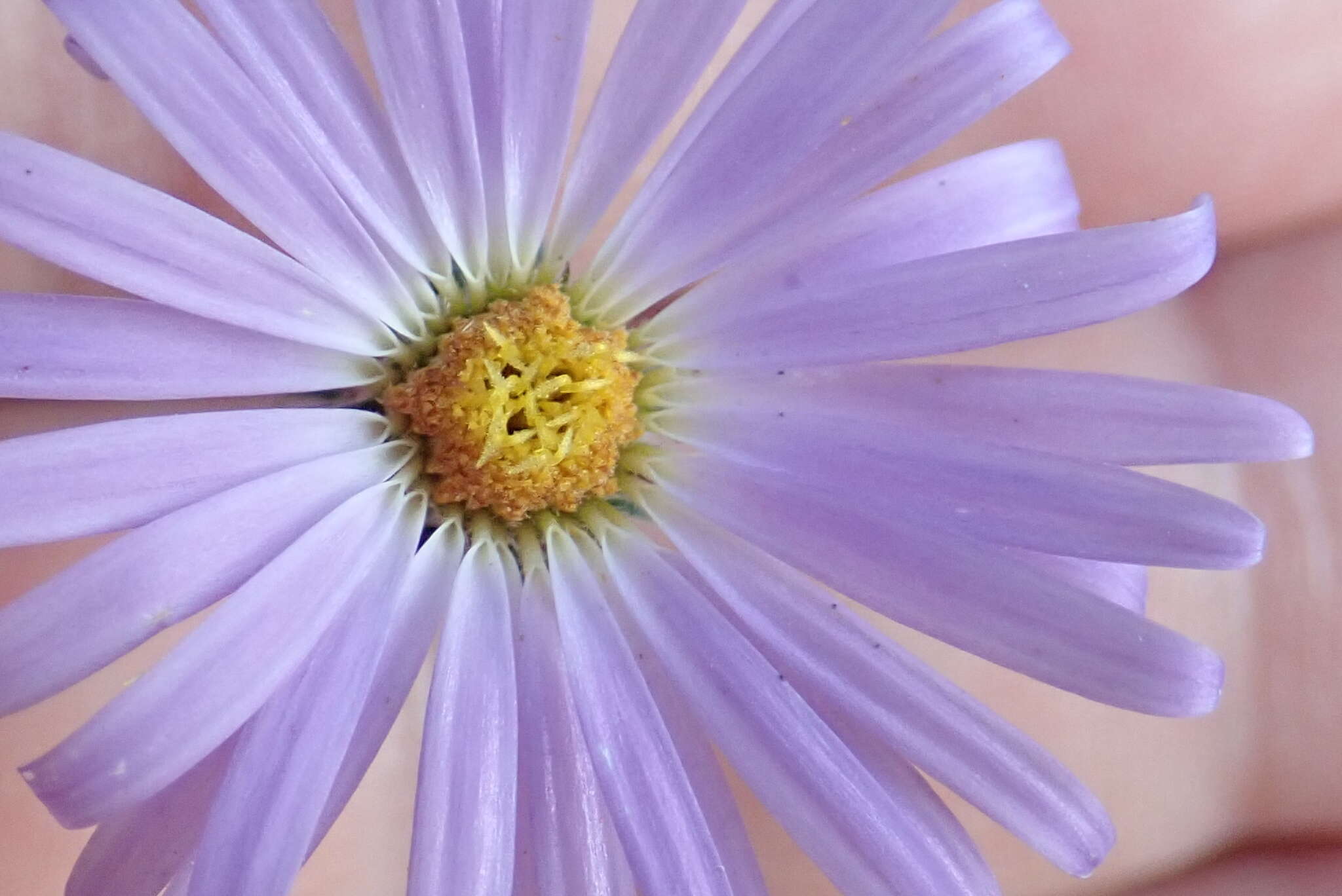 Imagem de Dieteria asteroides var. asteroides