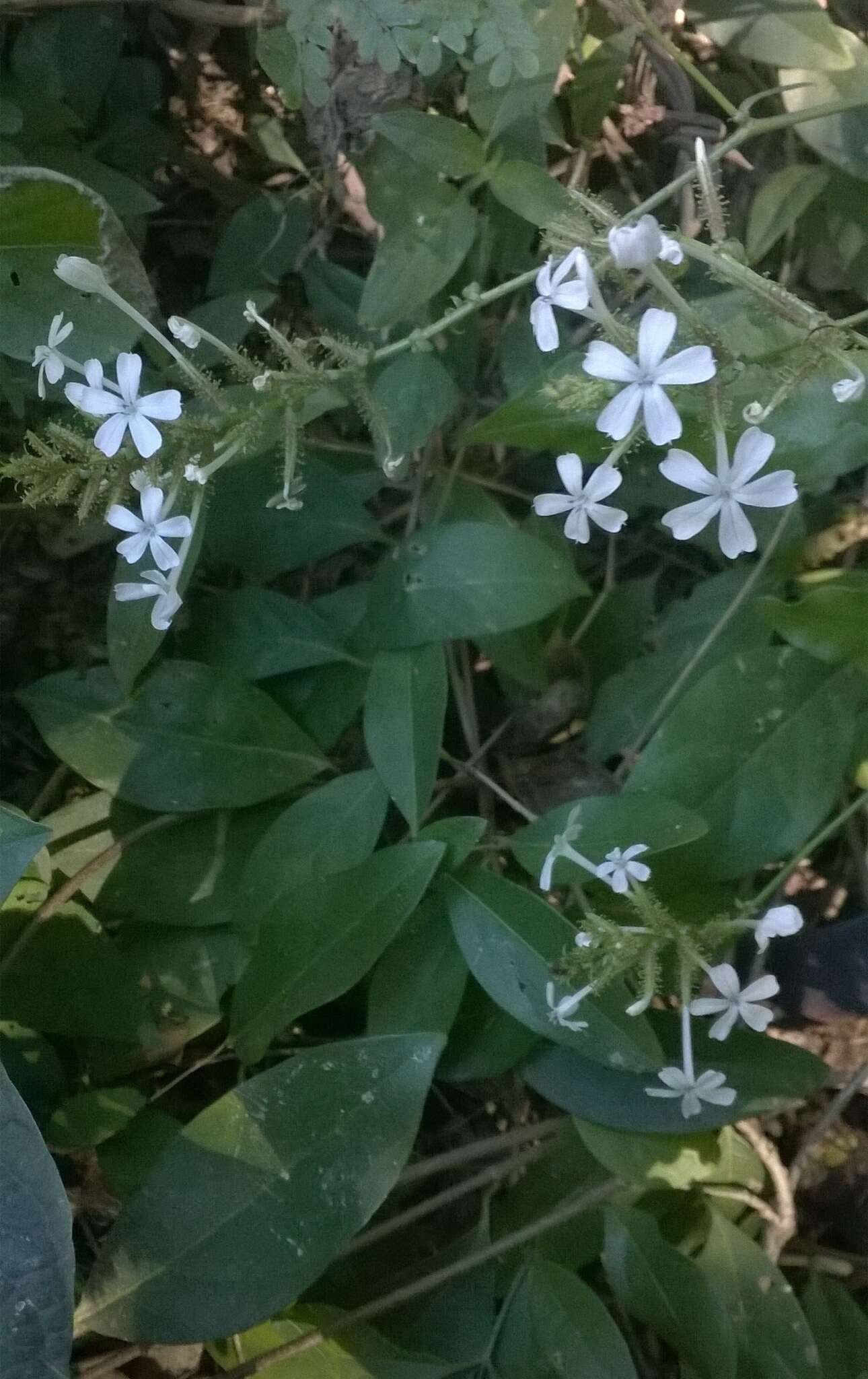 Image of Plumbago pulchella Boiss.