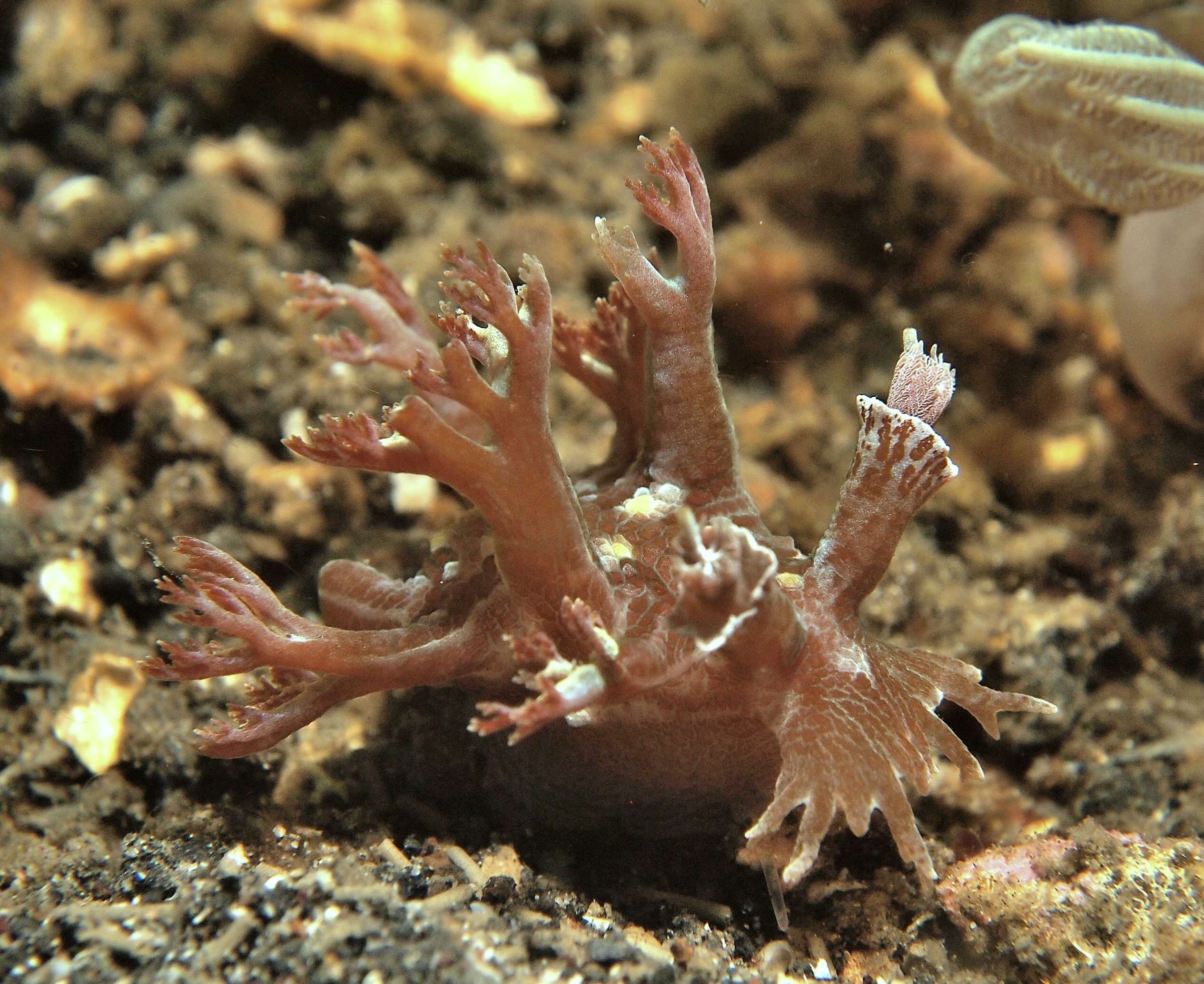 Marionia arborescens Bergh 1890 resmi