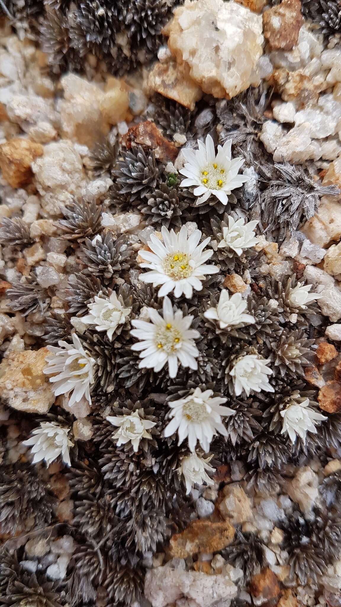 Plancia ëd Psychrophyton grandiflorum (Hook. fil.) Beauv.