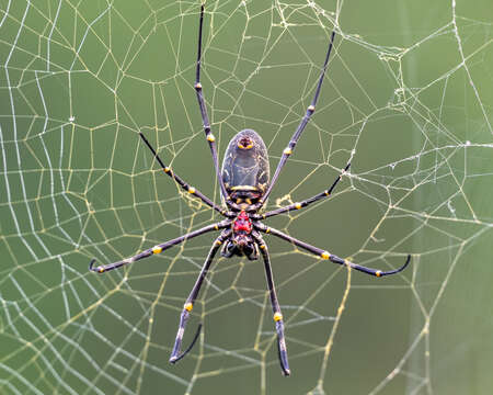 Imagem de Nephila vitiana (Walckenaer 1847)