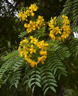 Image of Gold medallion tree