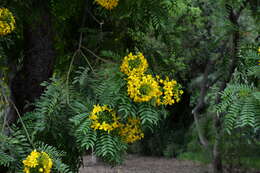 Image of Gold medallion tree