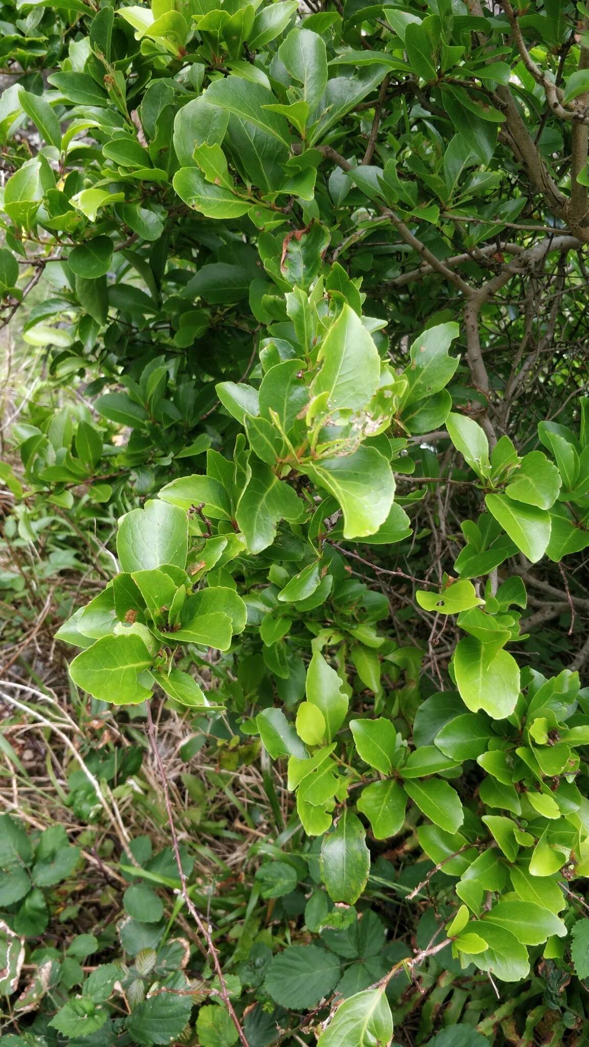 Image of Gymnosporia dryandri (Lowe) Masf.