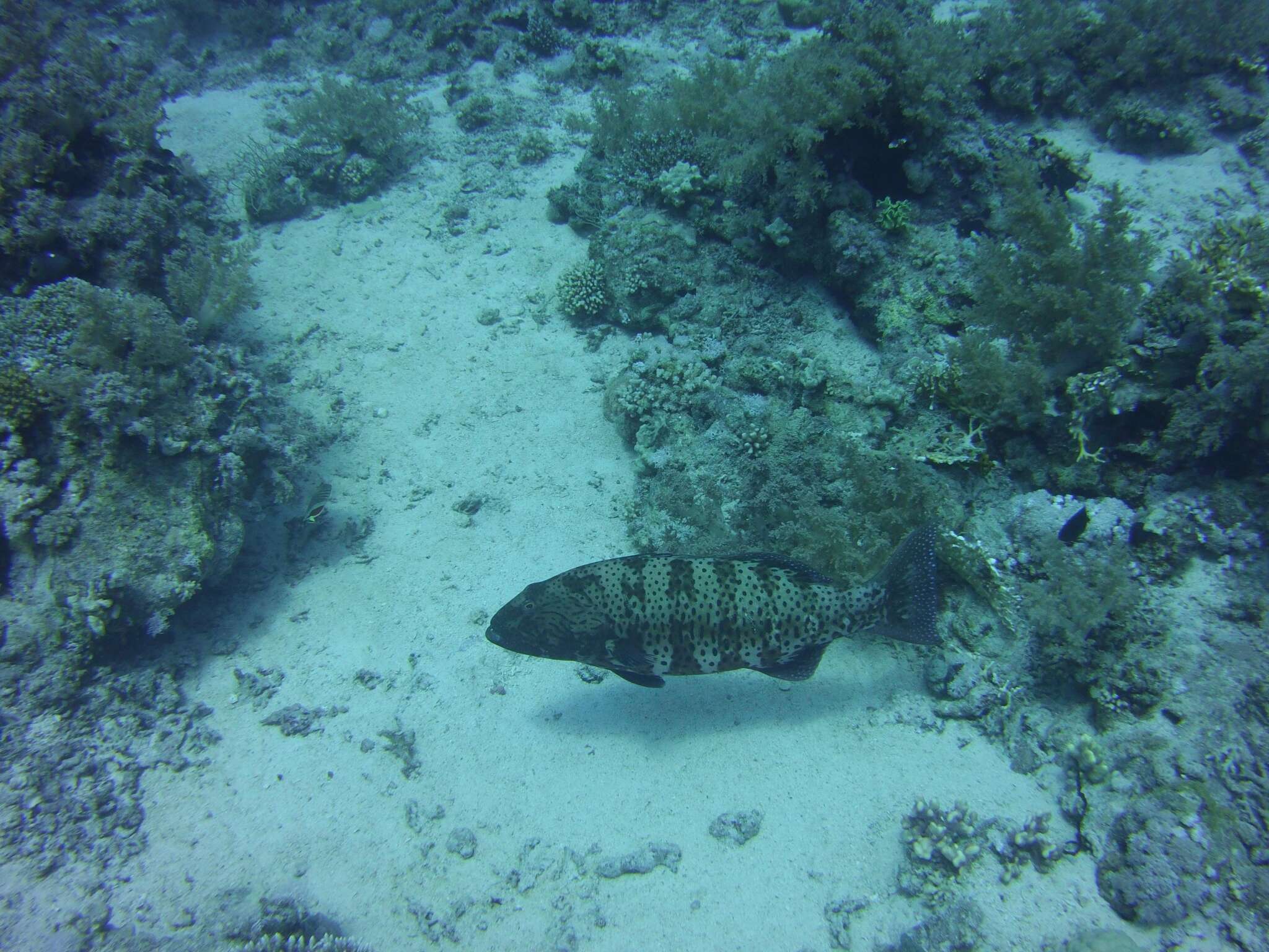 Image of Leopard Grouper