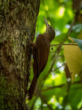 Image of Zimmer's Woodcreeper