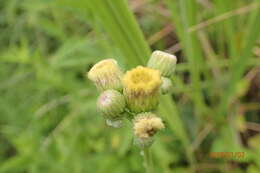 Слика од Erigeron primulifolius (Lam.) Greuter