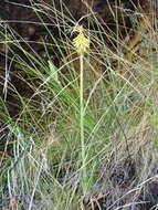 Image of Kniphofia stricta Codd