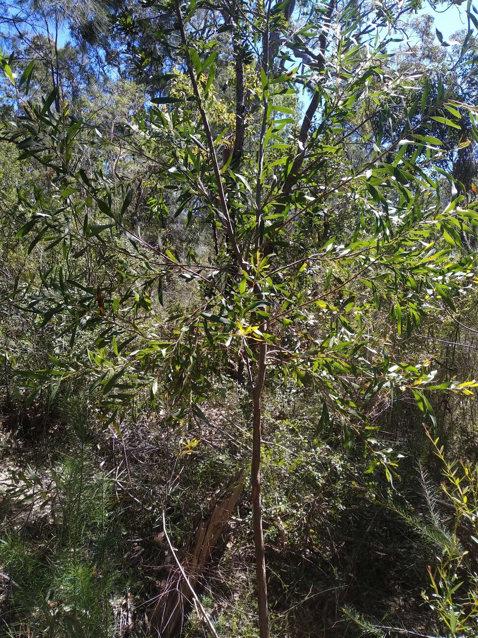 Image of Hakea dactyloides (Gaertn. fil.) Cav.