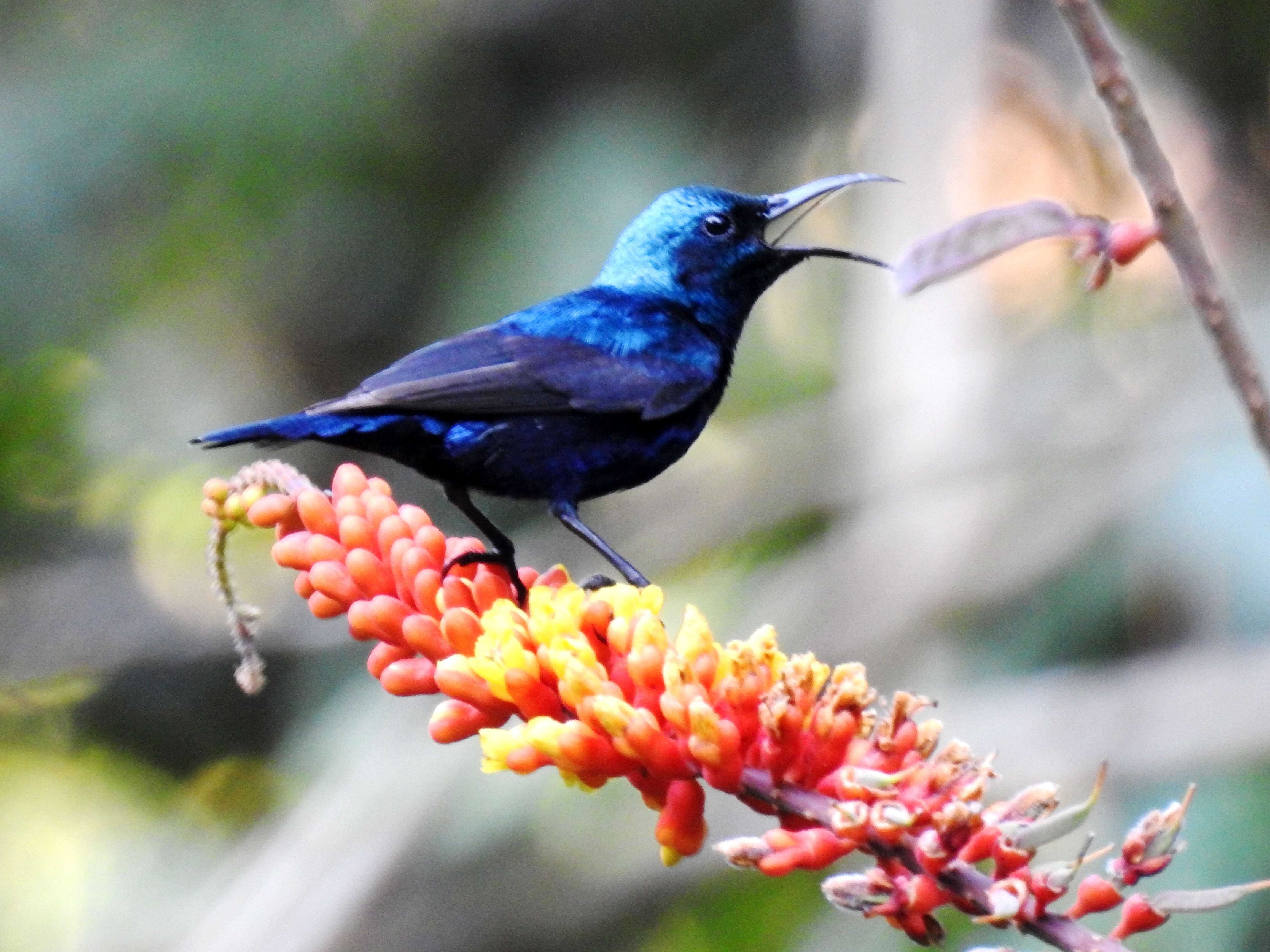 Image of Purple Sunbird