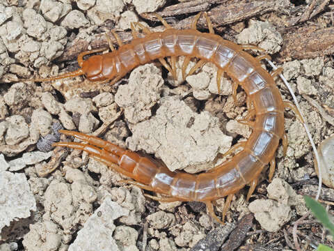 Image of Scolopendra cretica Lucas 1853