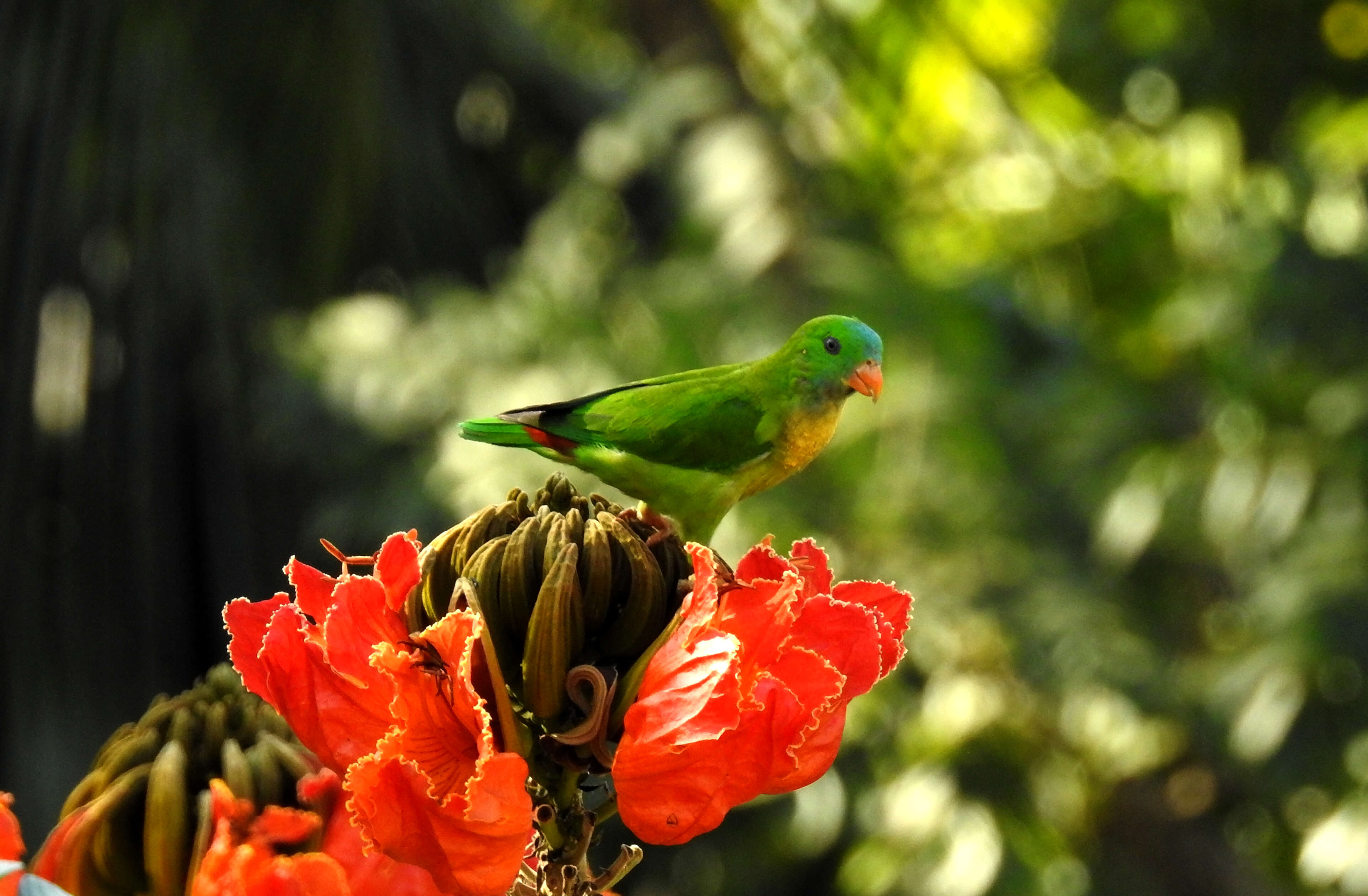 Image of Vernal Hanging Parrot