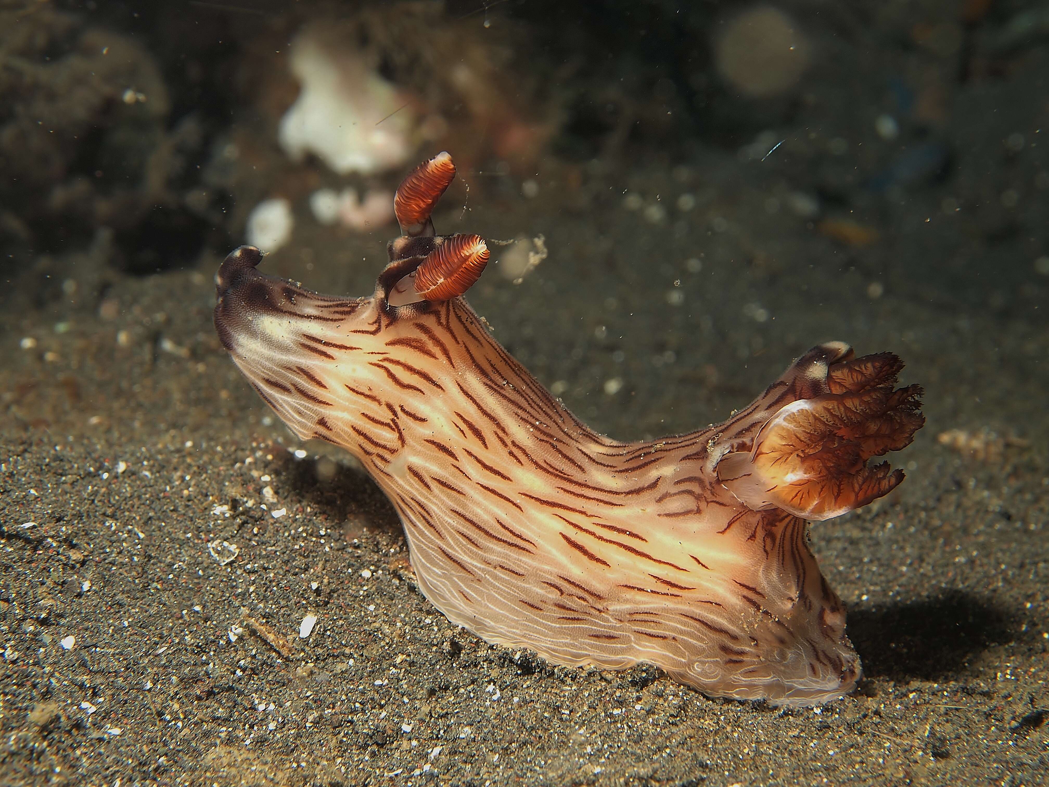 Image of Jorunna rubescens (Bergh 1876)