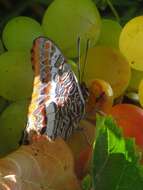 Charaxes jasius Linnaeus 1767的圖片