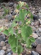 Image of Palmer's Indian mallow