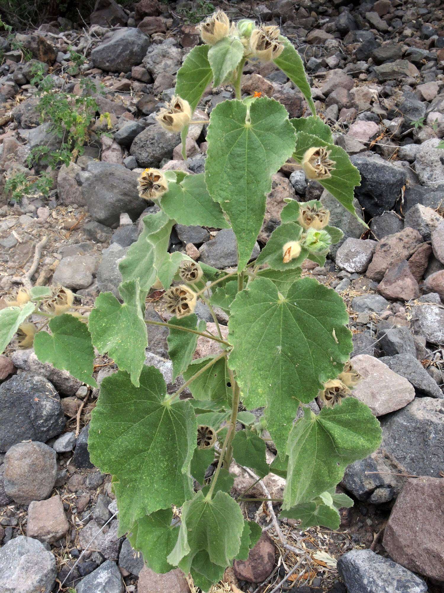 Image of Palmer's Indian mallow