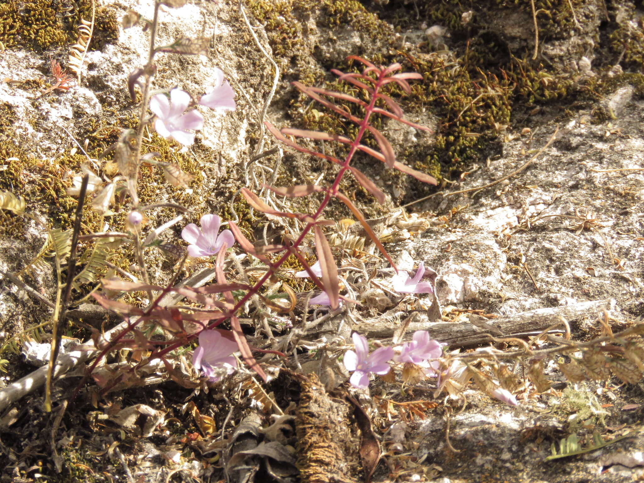 Plancia ëd Loeselia coerulea (Cav.) G. Don