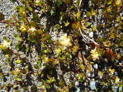 Image of sprawling wirevine