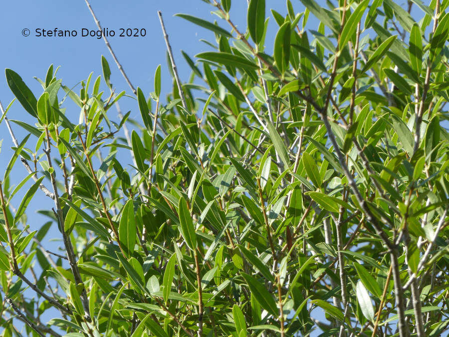 Image of Green Olive Tree