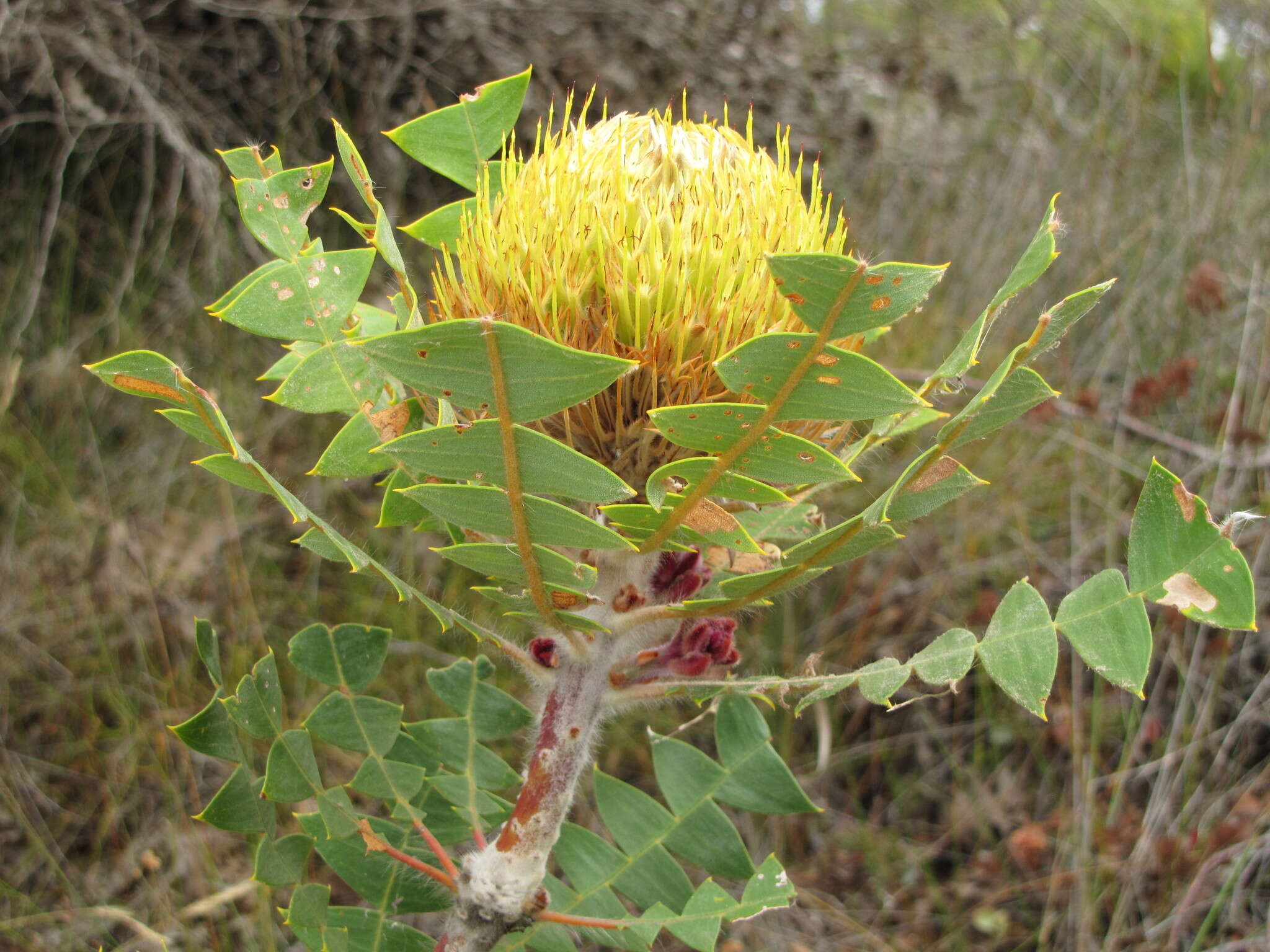 Image of Banksia baxteri R. Br.