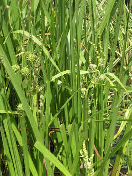 Image of Sparganium eurycarpum subsp. coreanum (H. Lév.) C. D. K. Cook & M. S. Nicholls