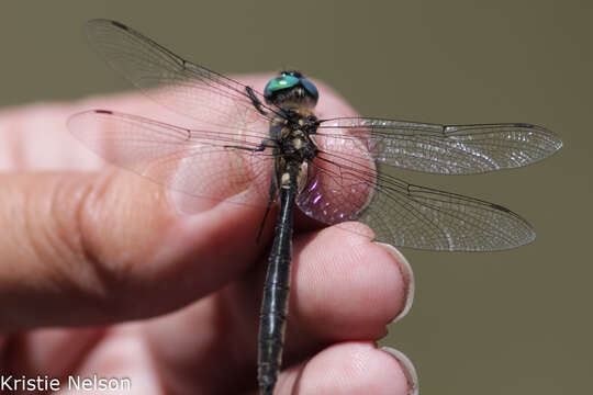 Image of Mountain Emerald