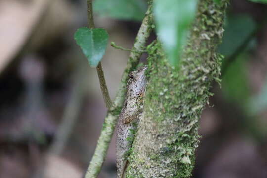 Image de Anolis schiedii (Wiegmann 1834)