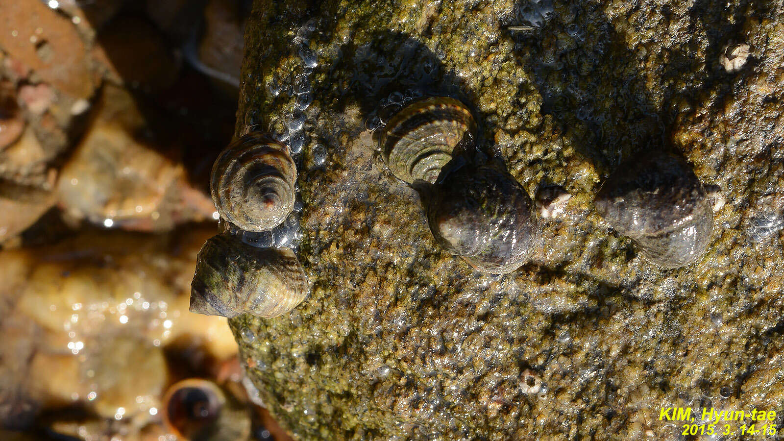 Image of Littorina brevicula (Philippi 1844)