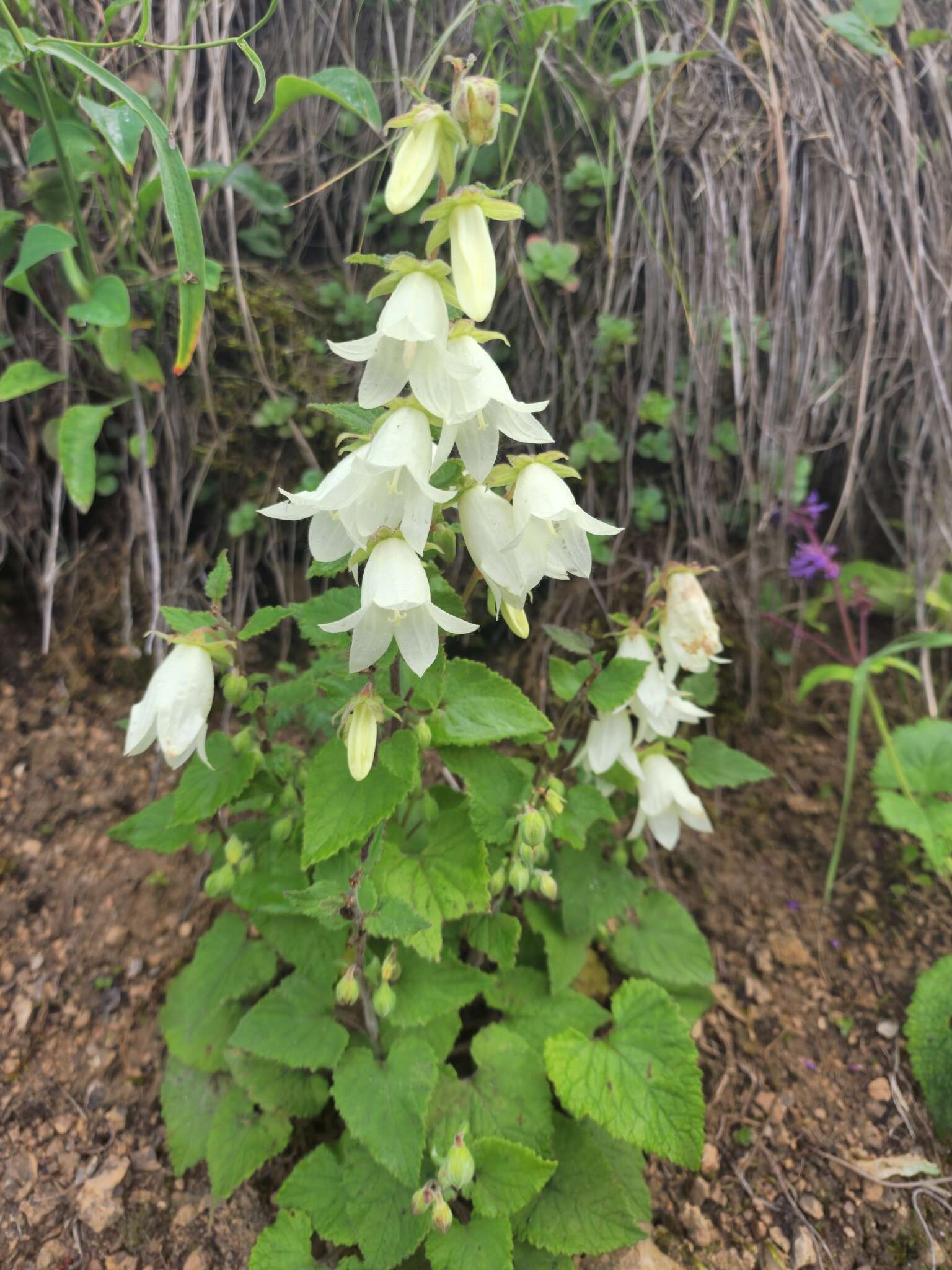 Image of Campanula alliariifolia Willd.